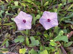 Image of Ipomoea sagittifolia Burm. fil.