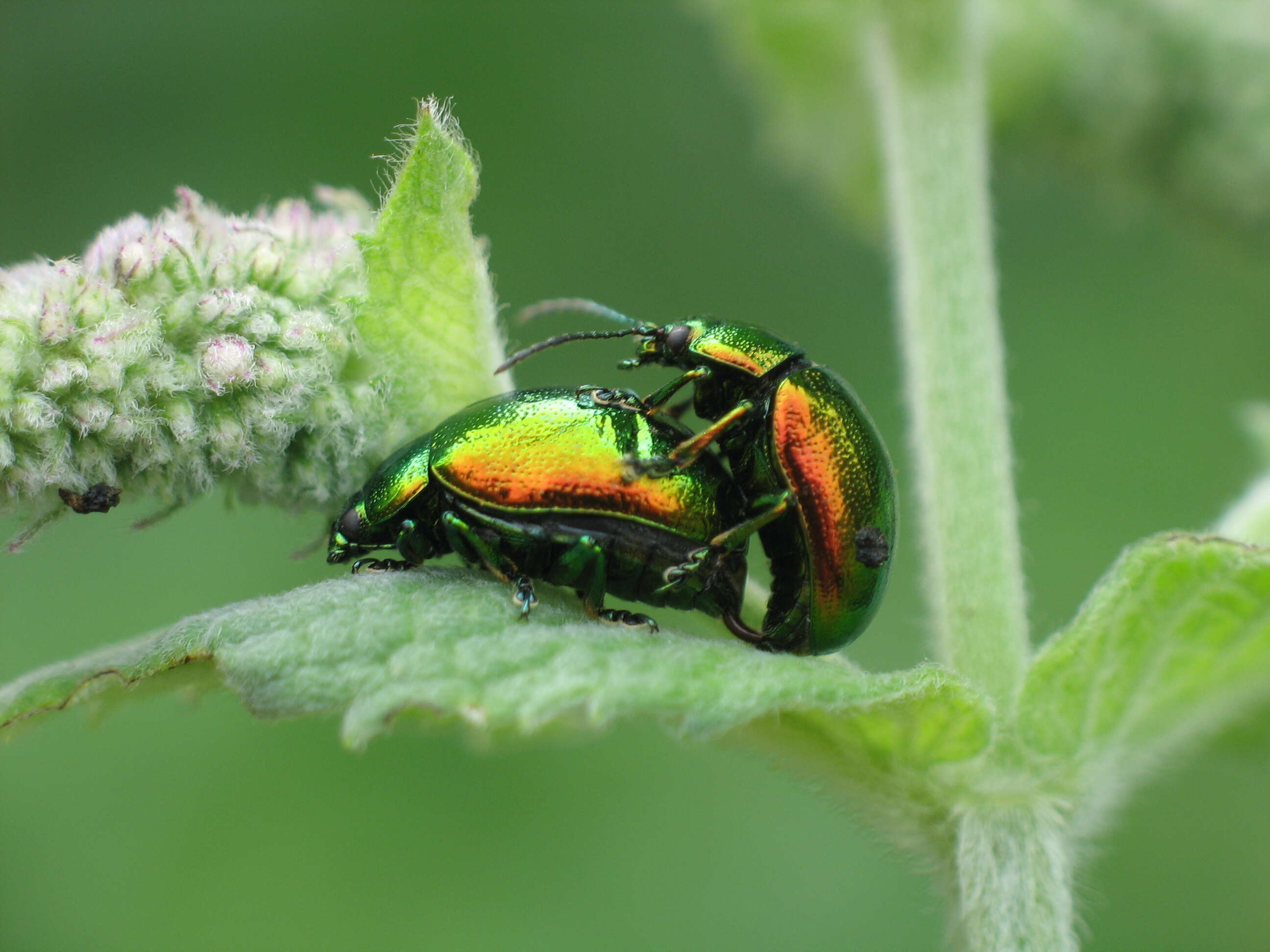 Image of Chrysolina herbacea