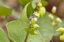 Andrena anisochlora Cockerell 1936 resmi