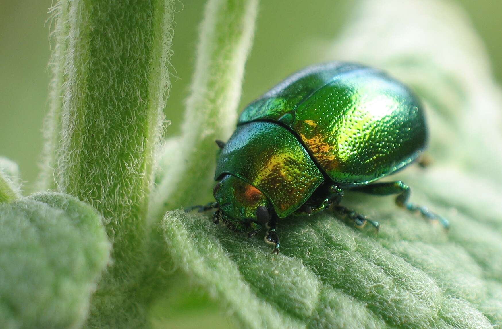 Image of Chrysolina herbacea