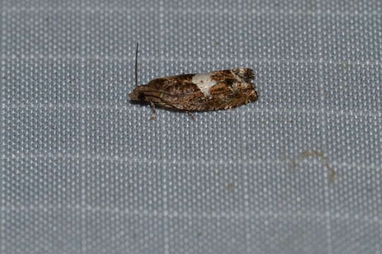 Image of Epinotia momonana Kearfott 1907
