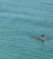 Image of Bottlenose Dolphin