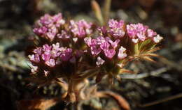 Image de Chorizanthe obovata Goodman