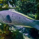 Image of Green wrasse