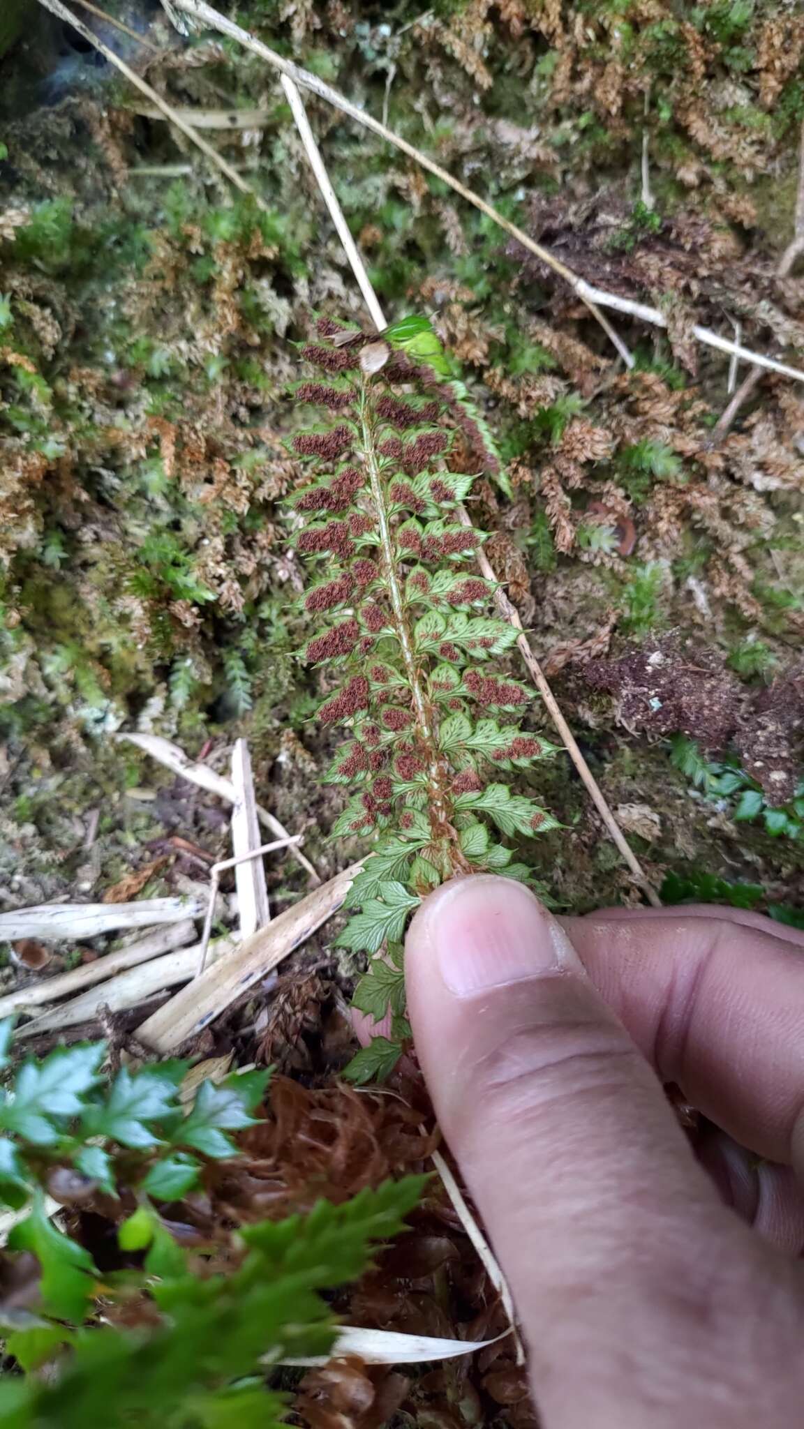 Polystichum acanthophyllum (Franch.) Christ resmi