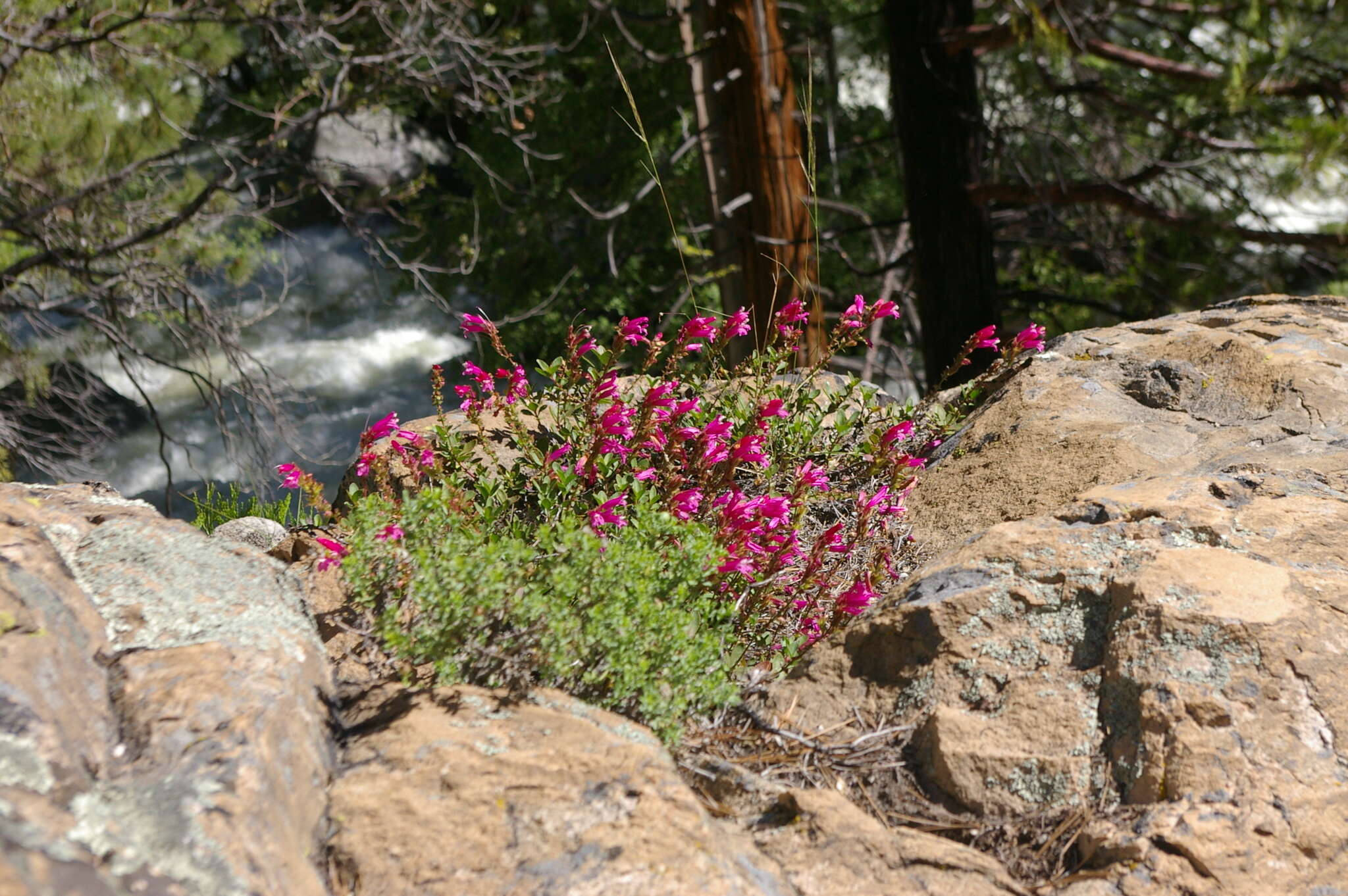 Слика од Penstemon newberryi subsp. newberryi