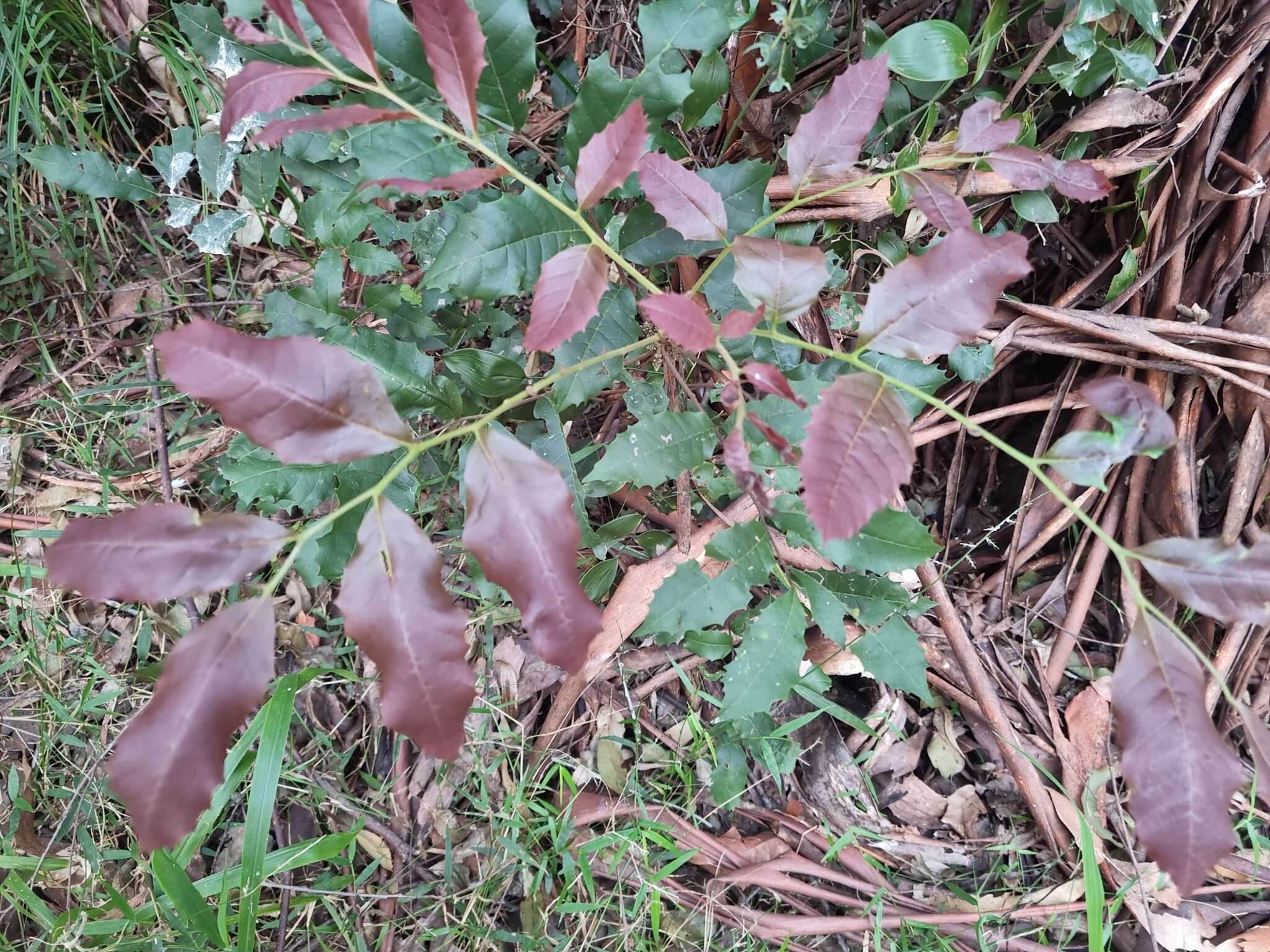 Image of Cupaniopsis serrata (F. Müll.) Radlk.