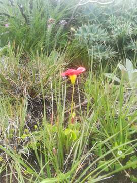 Image of red-flower woodsorrel