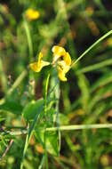 Image of Common Bird's-foot-trefoil