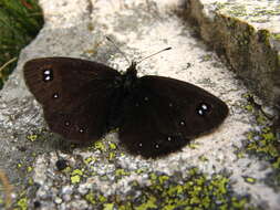 Image of Black Ringlet