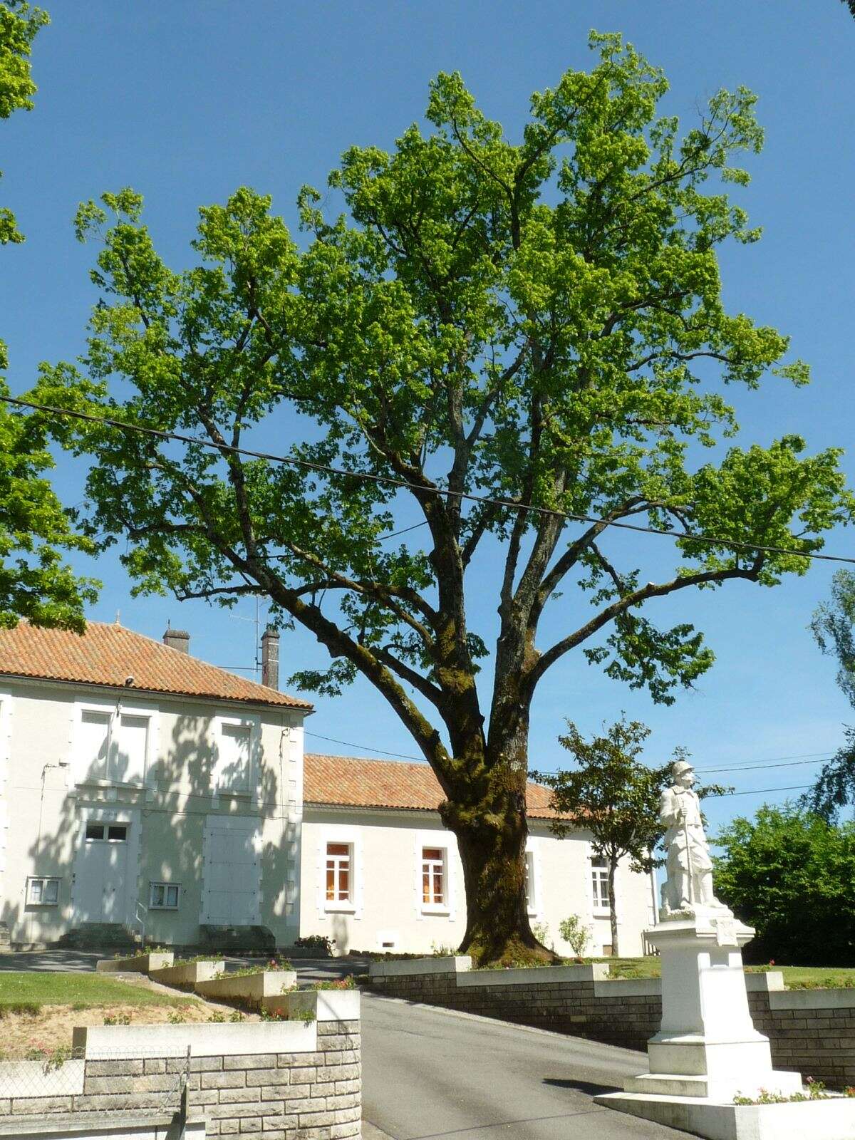 Image of Large-leaved Lime