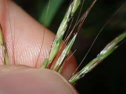 Image of Bothriochloa macra (Steud.) S. T. Blake