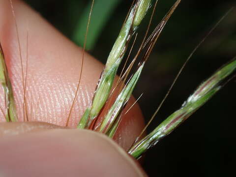 Image of Bothriochloa macra (Steud.) S. T. Blake