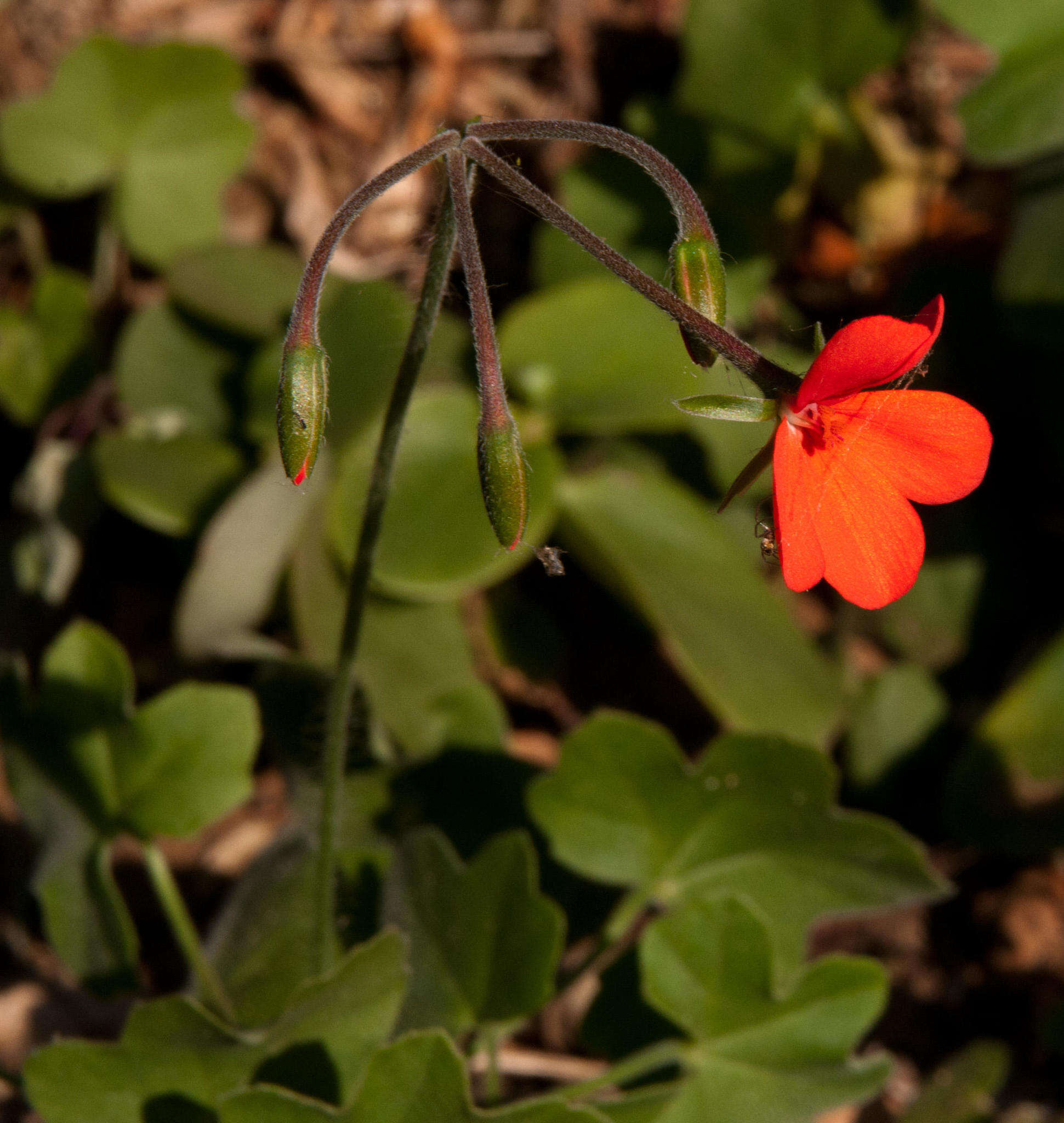 Image of Pelargonium tongaense P. Vorster