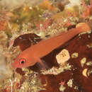 Image of Benjamin's goby