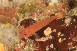 Image of Benjamin's goby