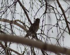 صورة Emberiza leucocephalos Gmelin & SG 1771