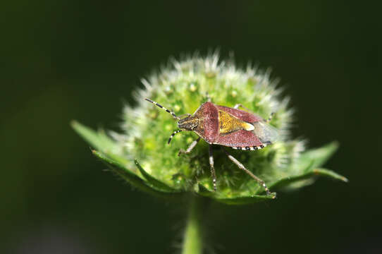 Image of sloe bug