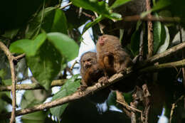 Image of pygmy marmoset