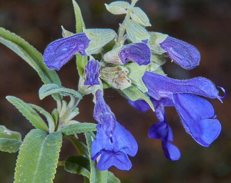 Image of Salvia retinervia Briq.