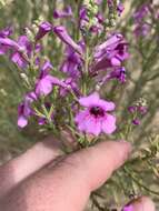 Penstemon thurberi Torr. resmi