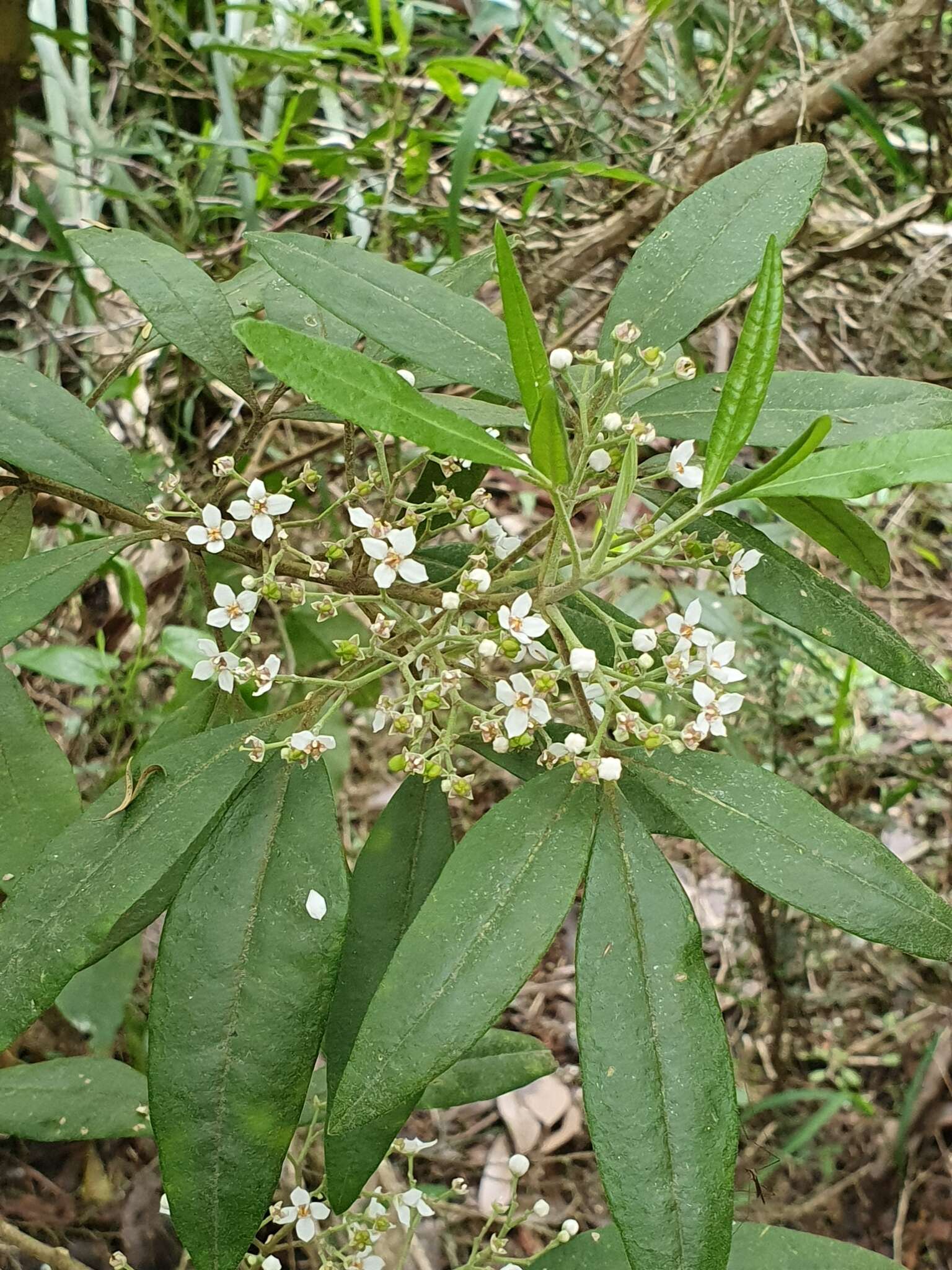 Image of Zieria arborescens subsp. arborescens