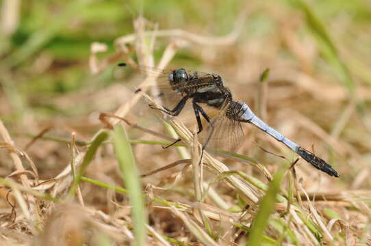 Sivun Orthetrum albistylum (Selys 1848) kuva