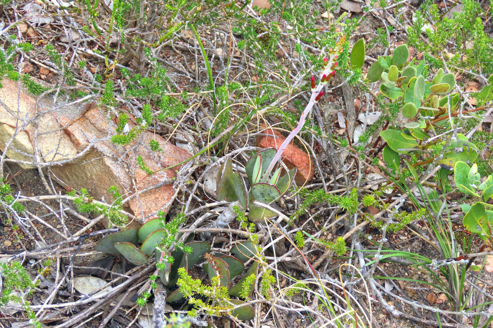 Image of Adromischus sphenophyllus C. A. Smith