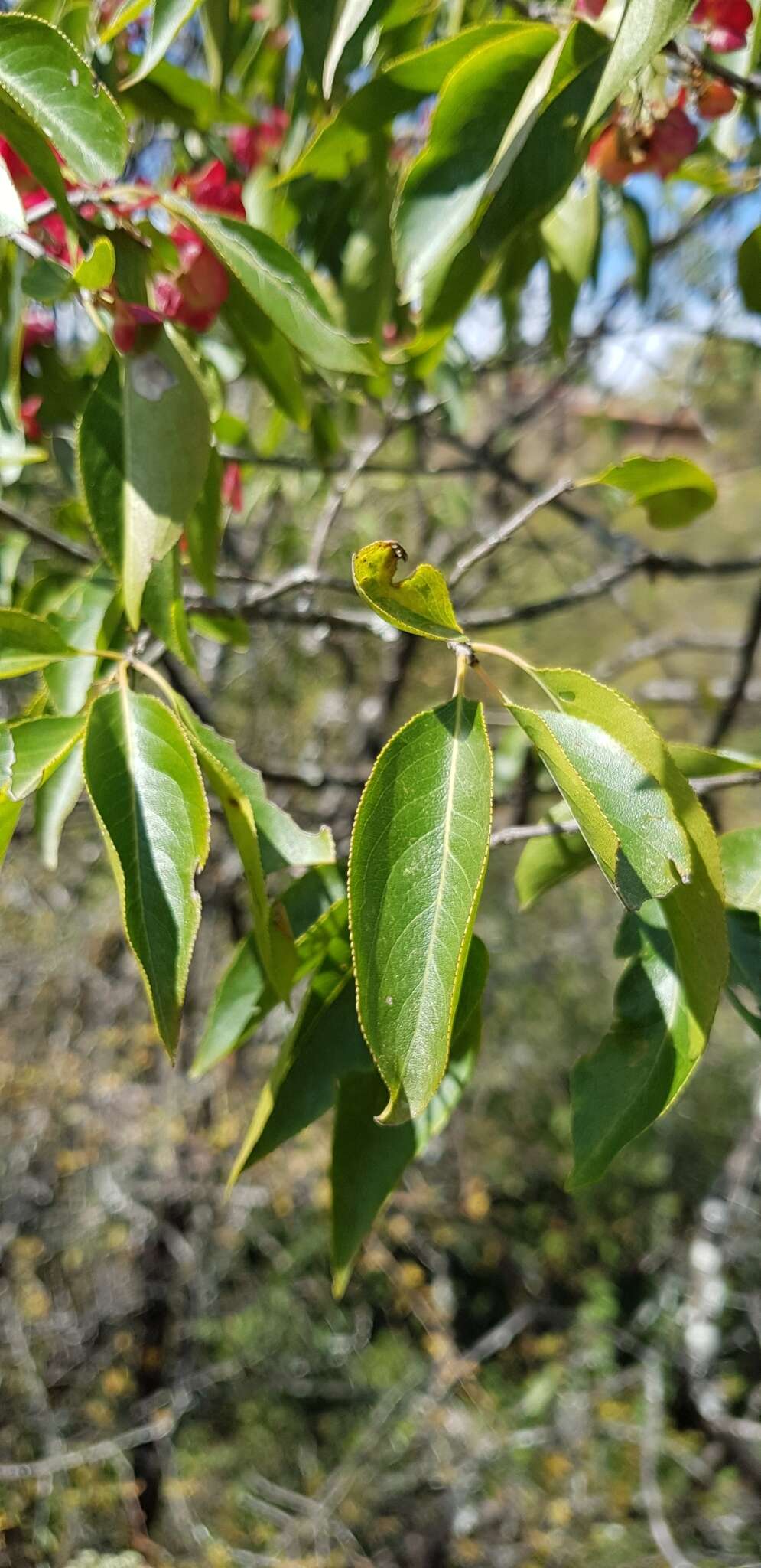 Image of Wimmeria persicifolia Radlk.