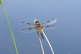 Image of Four-spotted Chaser