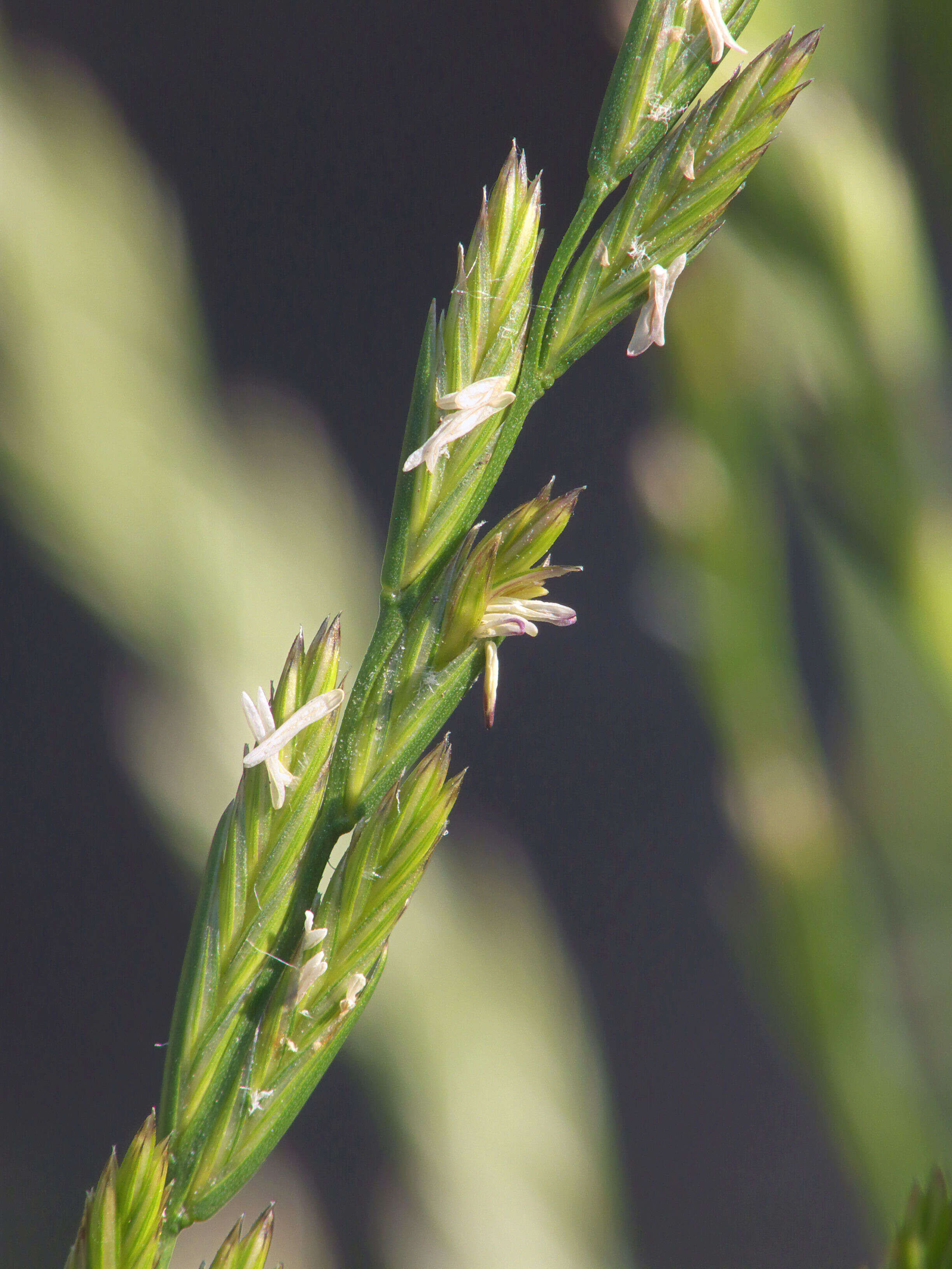 Image of perennial ryegrass