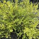 Image of Persoonia oblongata A. Cunn. ex R. Br.