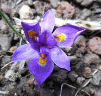 Image of Moraea alpina Goldblatt