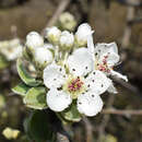 Image of Pyrus elaeagrifolia Pall.