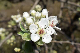 Pyrus elaeagrifolia Pall. resmi