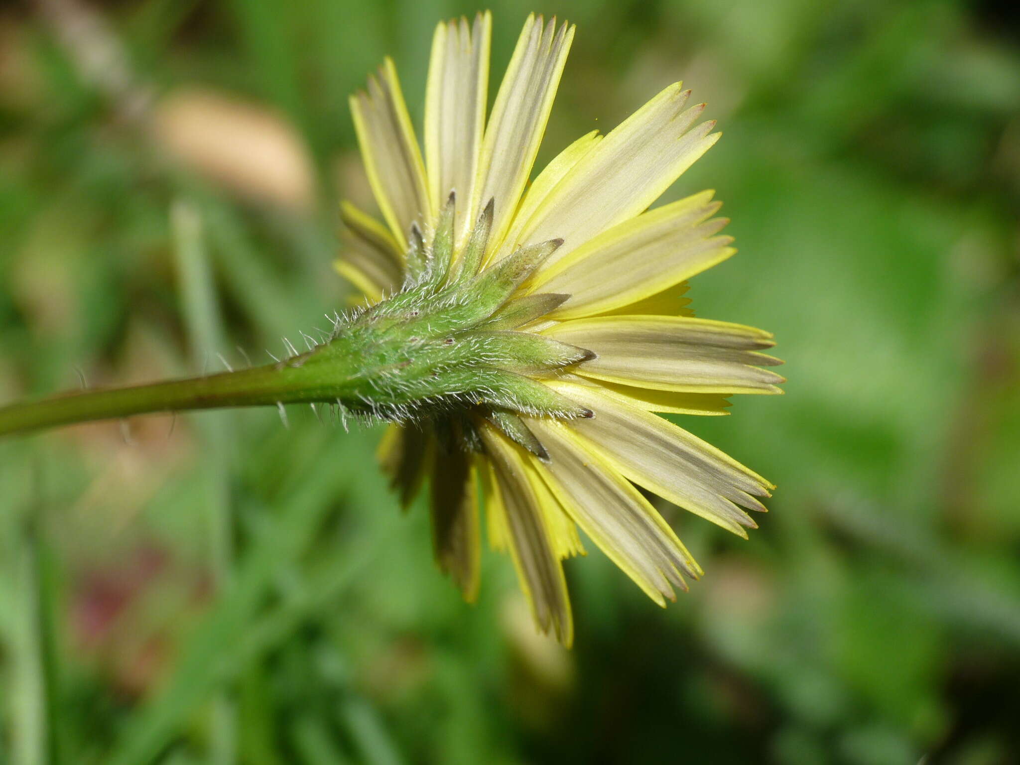 Image de Leontodon saxatilis subsp. saxatilis