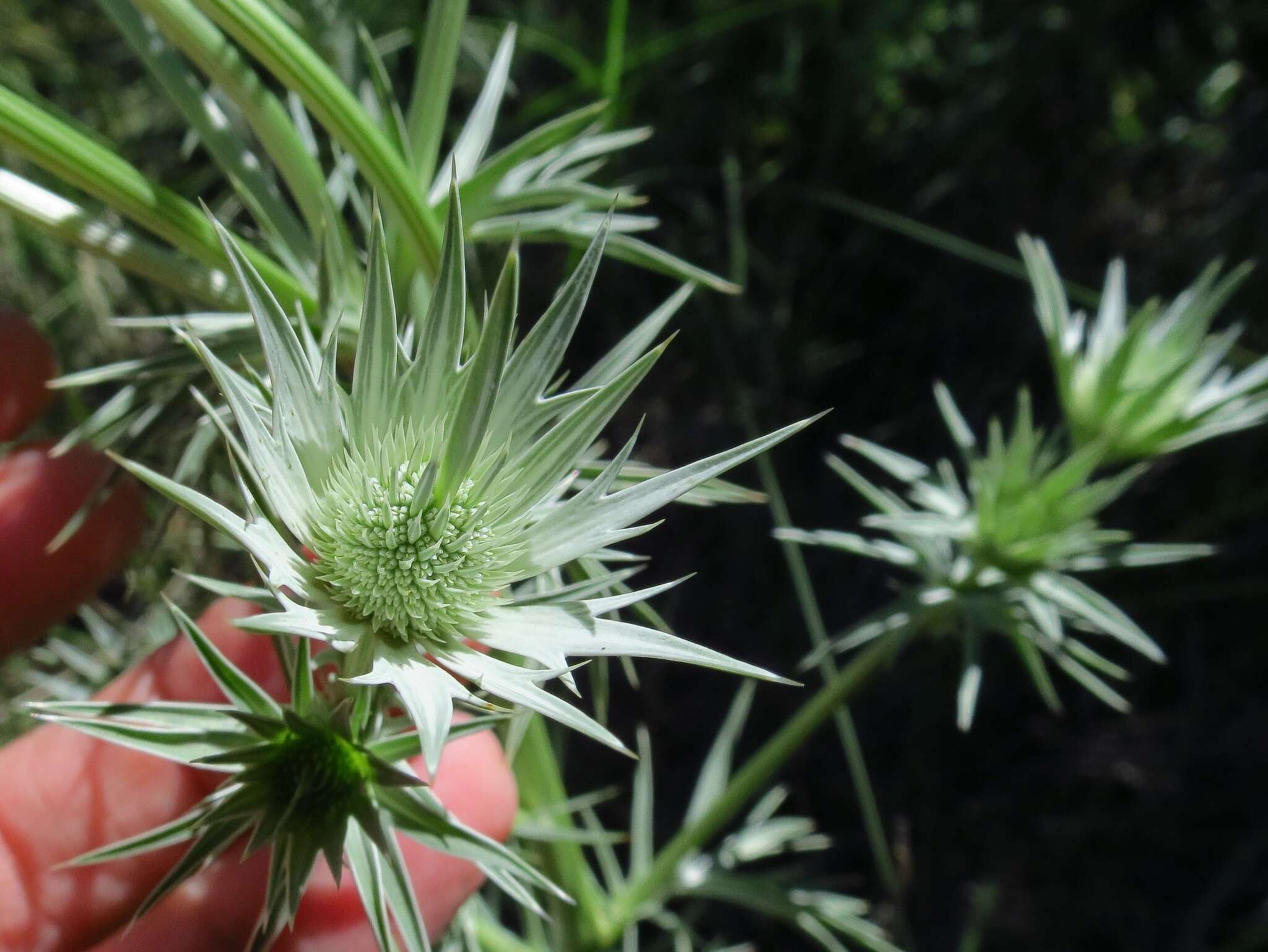 Image of Wright's Eryngo