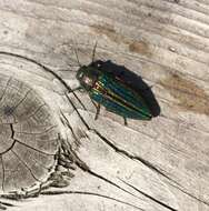 Image of Buprestis striata Fabricius 1775