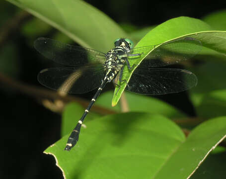 Imagem de Burmagomphus divaricatus Lieftinck 1964