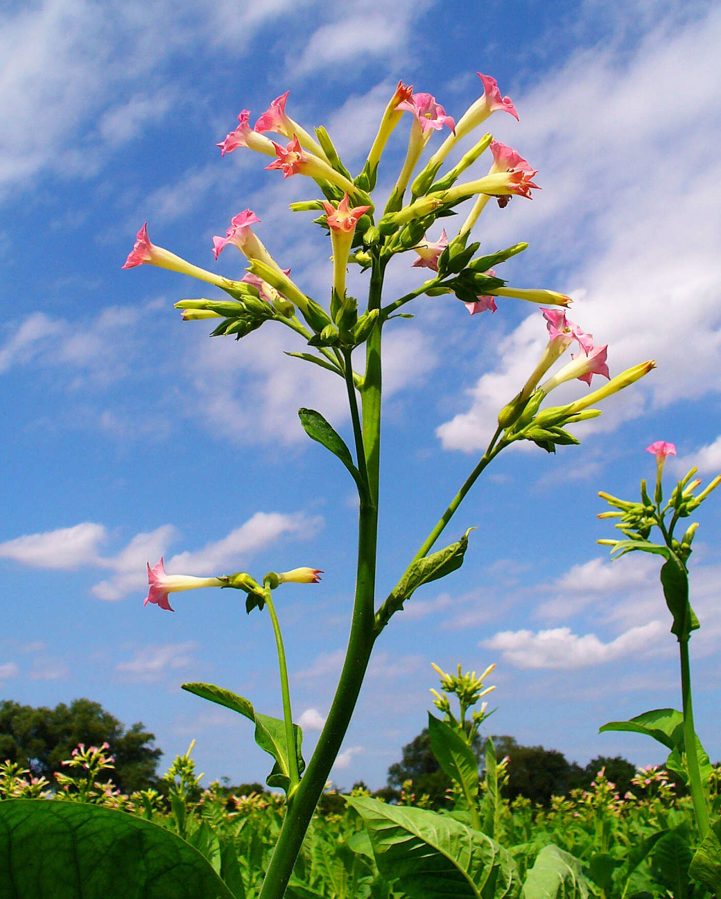 Image of cultivated tobacco