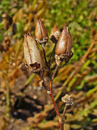 Image of cultivated tobacco