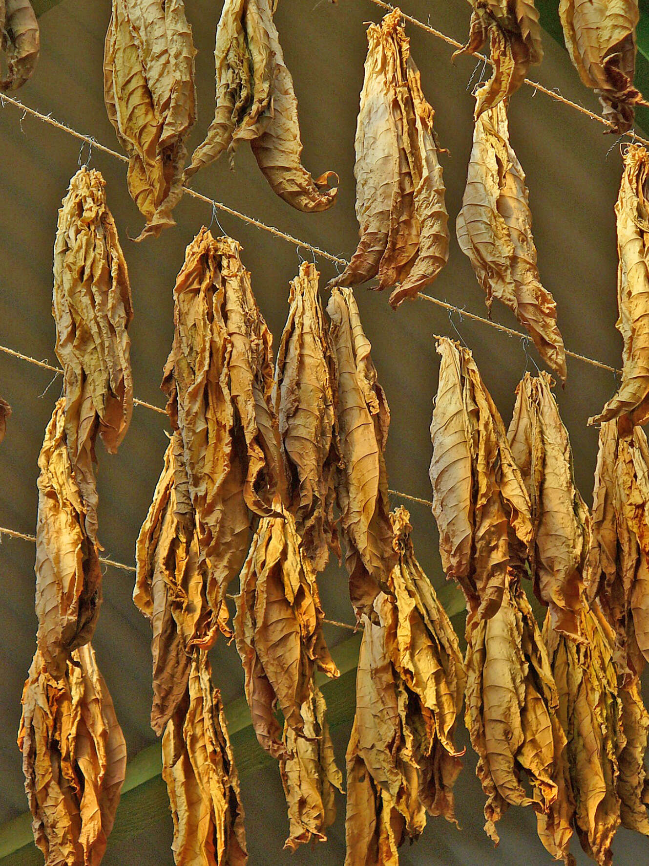 Image of cultivated tobacco