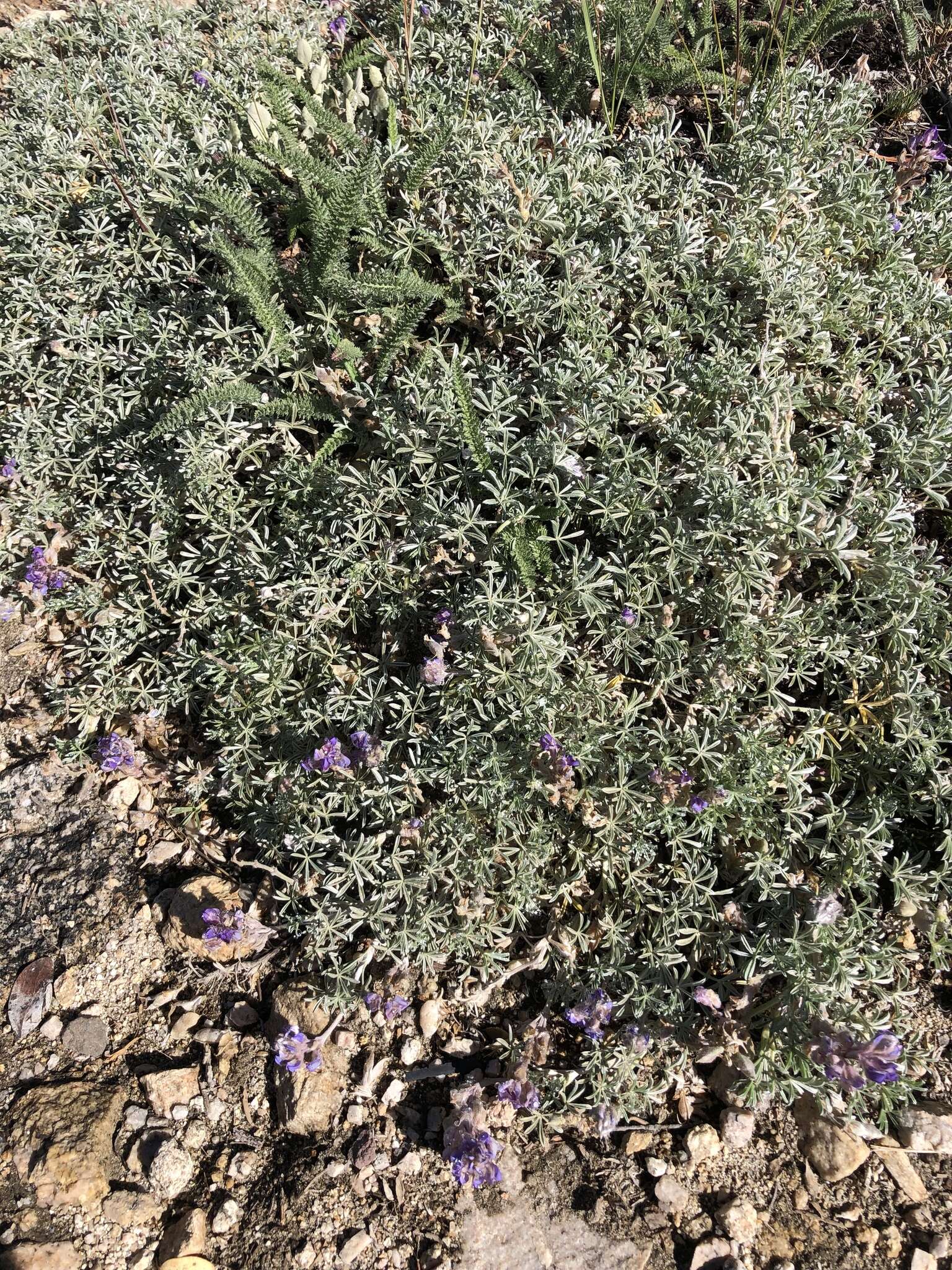 Image de Lupinus breweri A. Gray