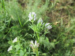 Plancia ëd Trigonella procumbens (Besser) Rchb.