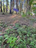 Image of Aquilegia parviflora Ledeb.