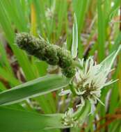 Image of Branched Bur-reed