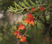 صورة Grevillea alpina Lindl.