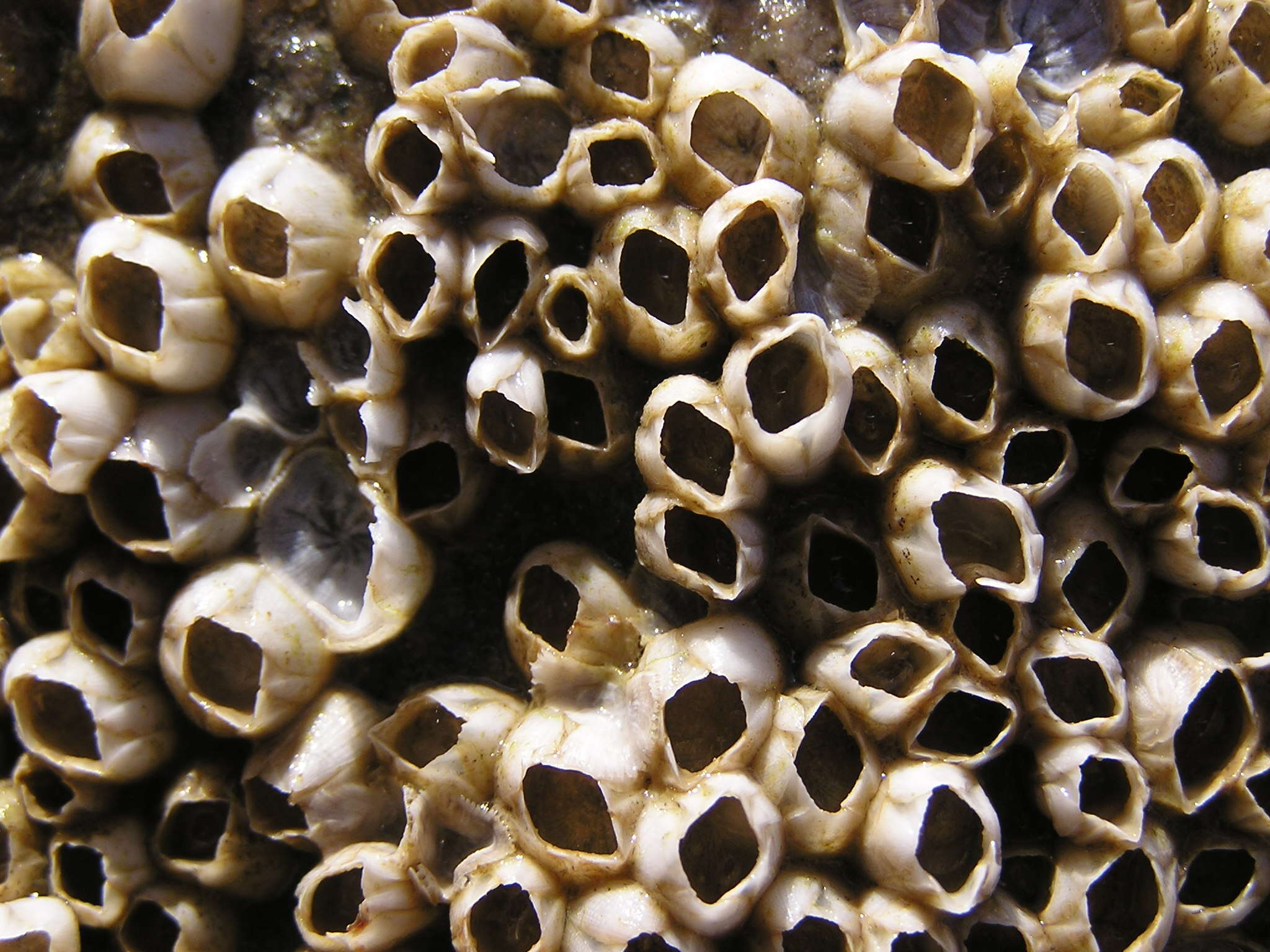 Image of bay barnacle