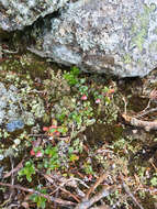 Image of northern mountain cranberry