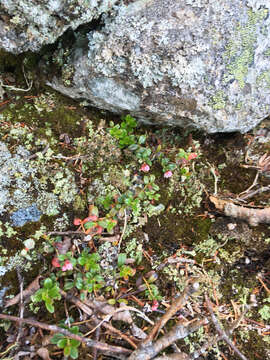 Image of northern mountain cranberry